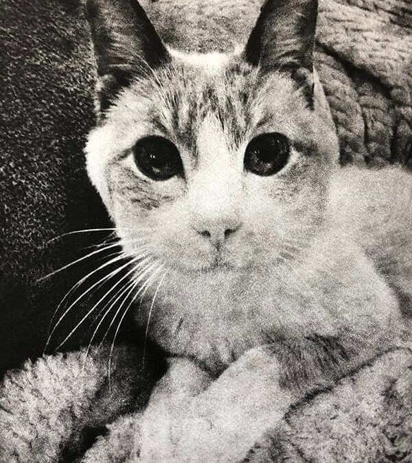 A Special Cat Memorial Portrait for Spice | California