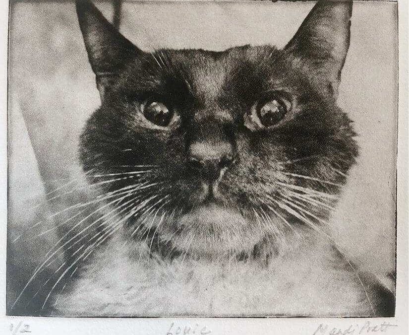 Kitty Pet Portrait for RedRover