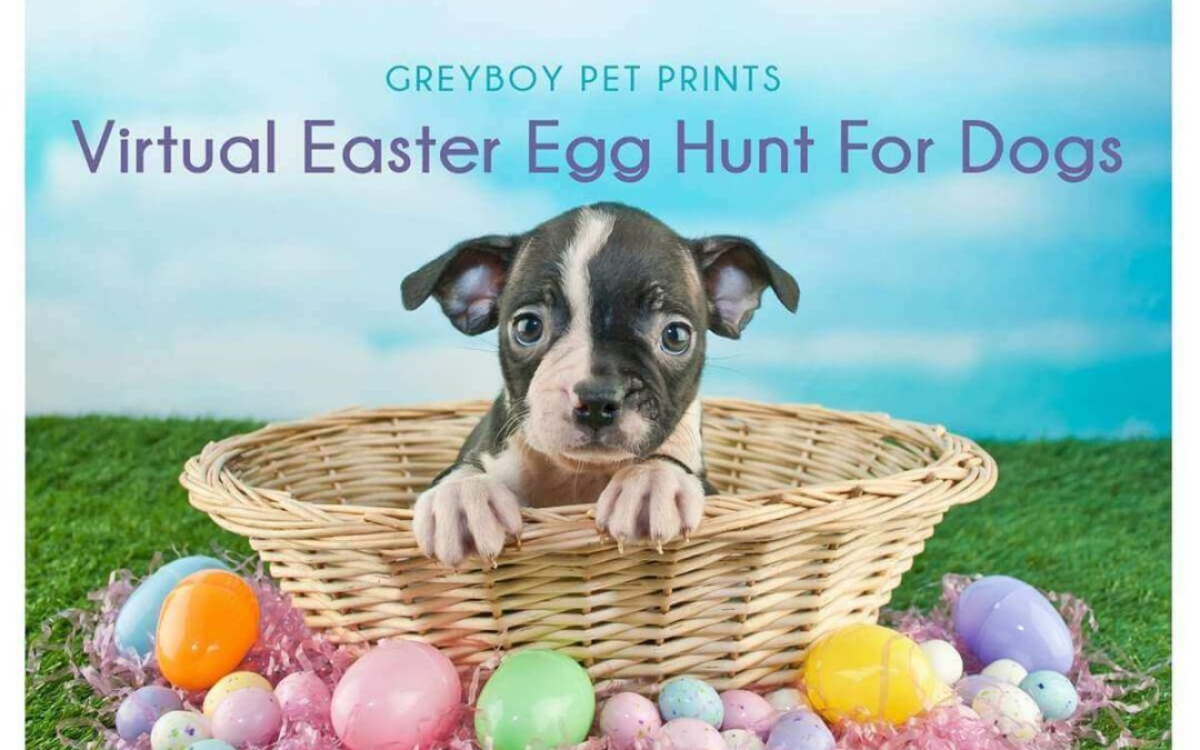 Virtual Egg Hunt for Dogs