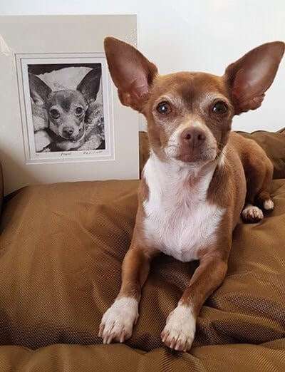 Peanut-Chihuahua-with-her-dog-portrait chihuahua dog with custom dog portrait made of her