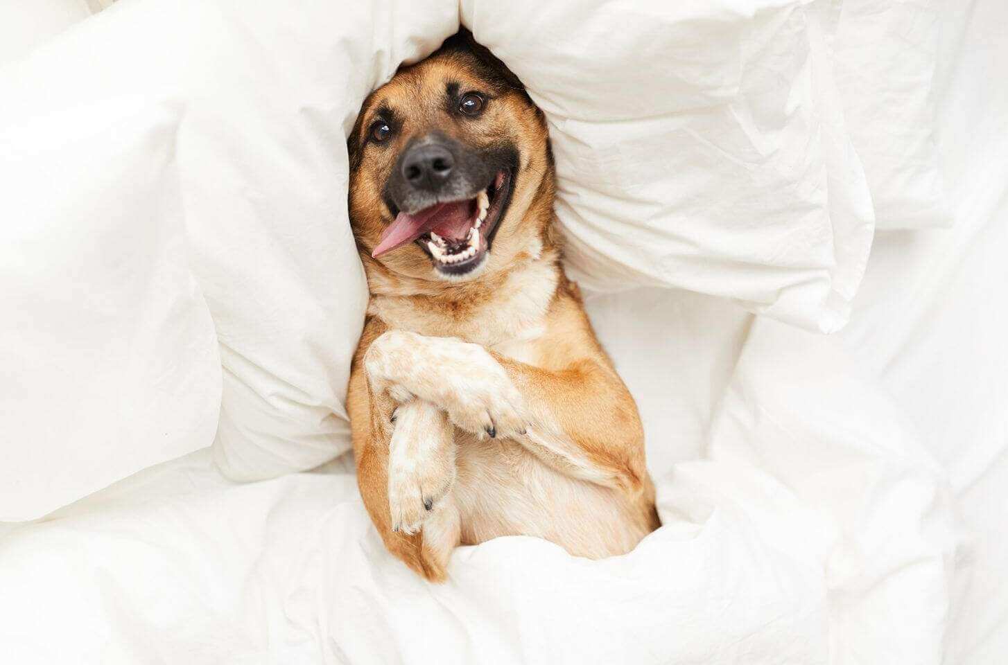 Senior Pet Care Guide and Pet Loss Guide with cute Shepherd in sheets