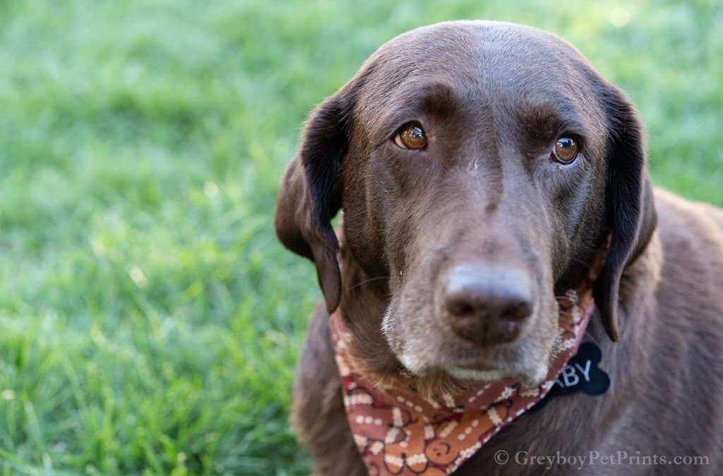 Is Pet Insurance Worth It?
