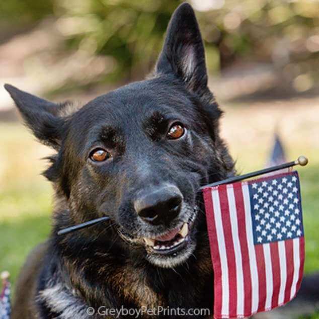 Lost Dog Found Dog, 4th of July Dog with Flag in Teeth