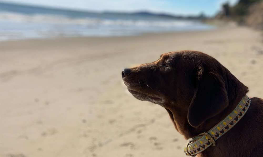 Baby’s Tribute: Remembering Our Best Friend