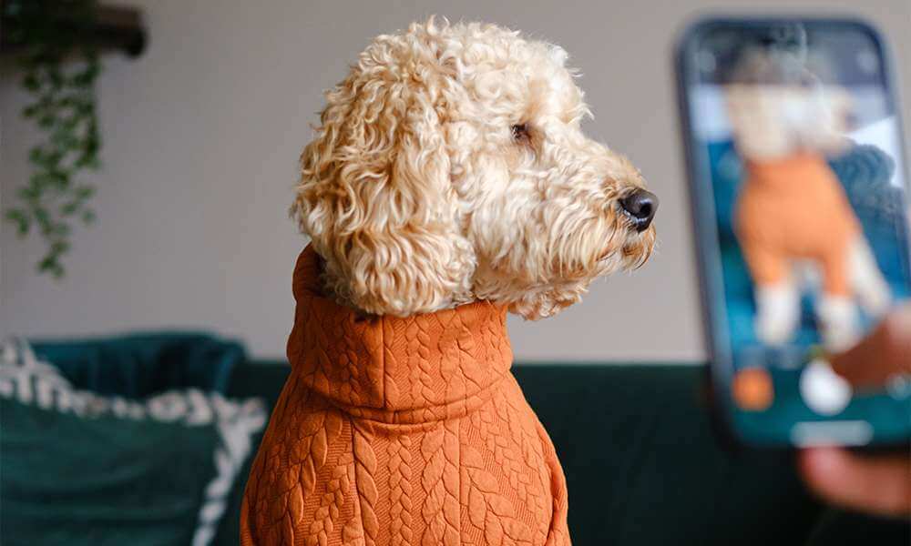 Capturing Candid Moments: Pet Photography Tips
