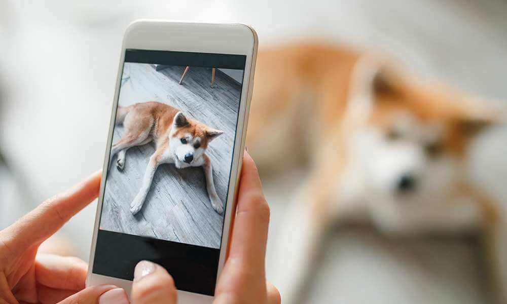 Transforming Instagram Pet Photos into Lasting Keepsakes