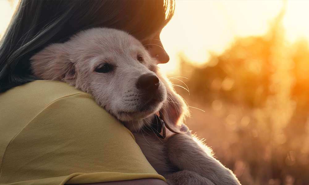 What to Ask Your Pet Portrait Artist