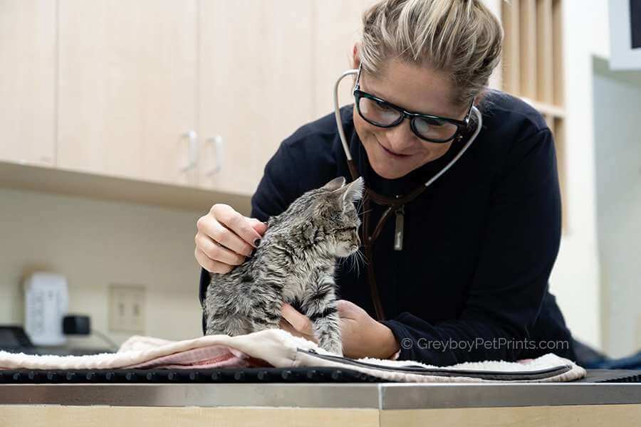 Pet-Photographer-Veterinary-Hospital-Copyright-GreyboyPetPrints Kitten with doctor