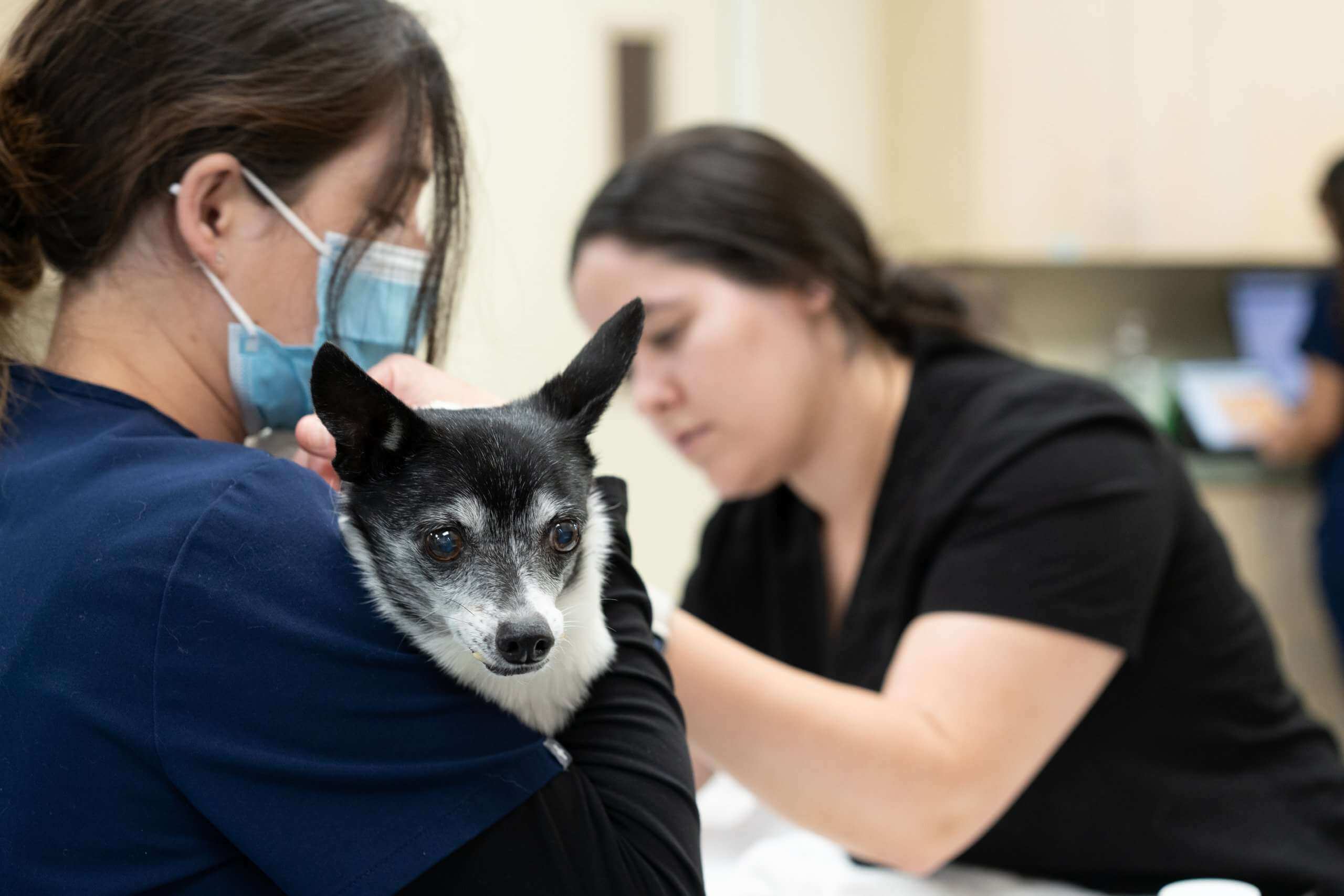 Photos-For-Veterinary-Hospital-Headshots