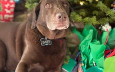 My Pet’s Last Christmas (and How to Make It Meaningful)
