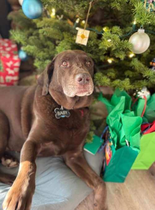My Pet’s Last Christmas (and How to Make It Meaningful)
