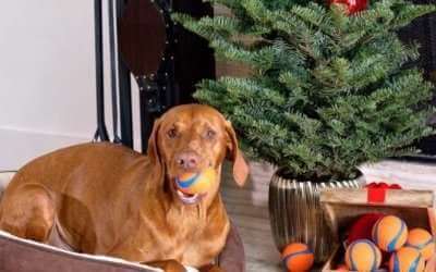 Christmas Photos to Take of Your Pet