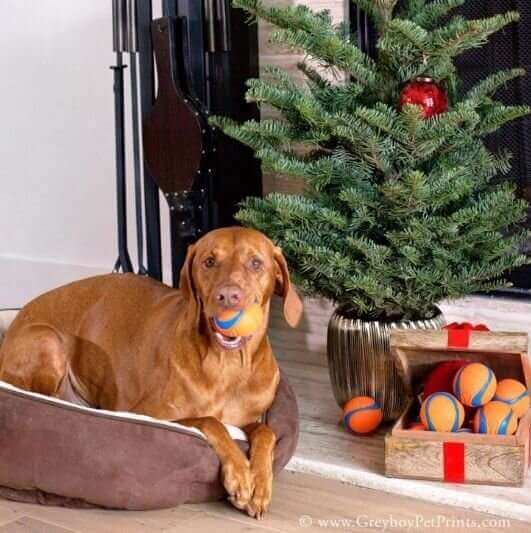 Christmas Photos to Take of Your Pet