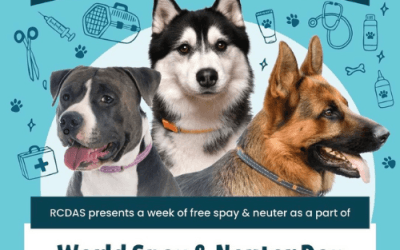 Why Spaying and Neutering Your Pet Matters More Than Ever Right Now