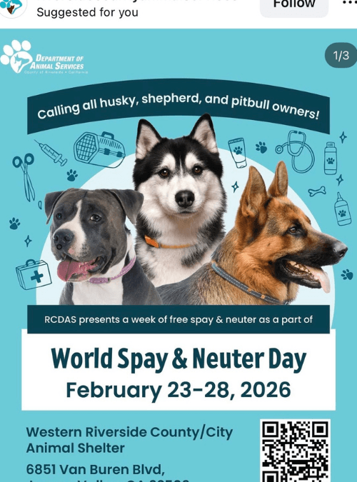 Why Spaying and Neutering Your Pet Matters More Than Ever Right Now