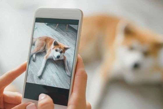close up of phone of woman taking picture of cute dog for Instagram