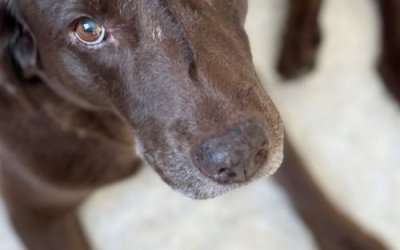 The Shelters And Rescues Calling SOS: Here’s How You Can Help Right Now
