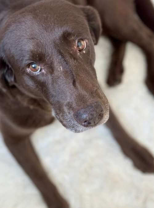 The Shelters And Rescues Calling SOS: Here’s How You Can Help Right Now