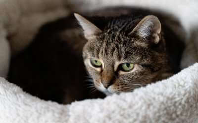 Best Pet Sitter Options for When You Are Away