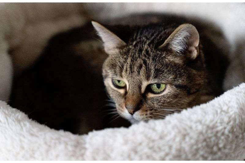 Best Pet Sitter Options for When You Are Away