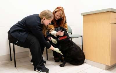 Can You Use AI to Help Care for Your Pet? Yes, and Here Is How I Do It
