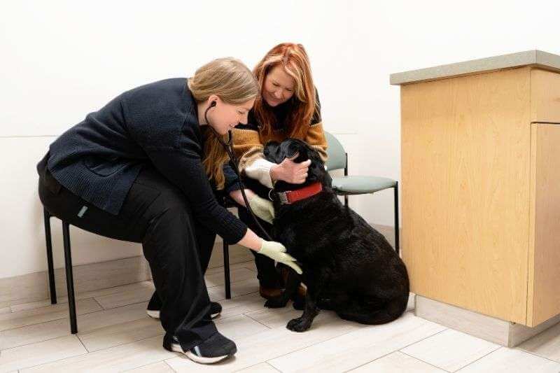Can You Use AI to Help Care for Your Pet? Yes, and Here Is How I Do It